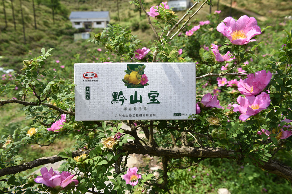 贵州刺梨原汁批发